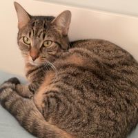 Iris Dimuantes profile picture