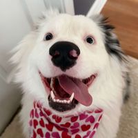 Phoebe the Aussi profile picture