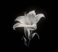 Amina Recommends profile picture