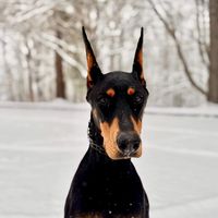 Maze the Doberman profile picture