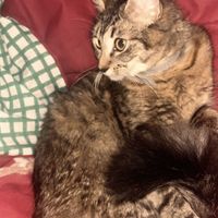 lili mai profile picture