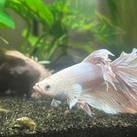 Madison L Knopf profile picture