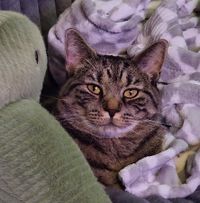 Alison Poole profile picture