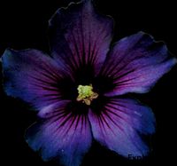 mercy profile picture