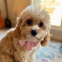 Nikki Richens profile picture