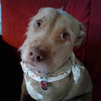 Lucas Tschetter profile picture