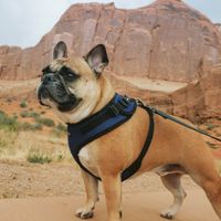 Aima Rotella profile picture