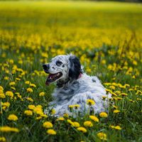 Dogs and Cats and More profile picture