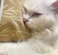 Lune Cerrise profile picture