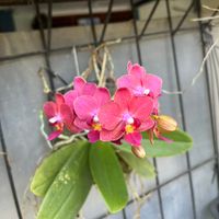 Lulu Hik profile picture