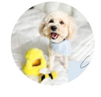 Honey Boo the Cavapoo profile picture