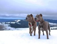 Cee Villa profile picture