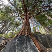 LTwildandfree profile picture