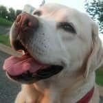 Benedict Hudson profile picture
