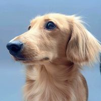 Dash the Dachshund profile picture