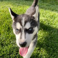 CosmoTheHusky profile picture