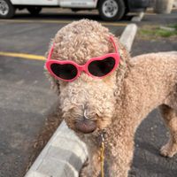 Nola Fox profile picture