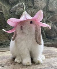 Nini3 profile picture