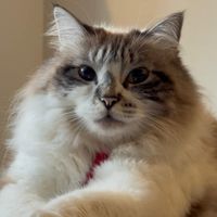 Trouble profile picture