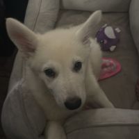 Aimee White profile picture