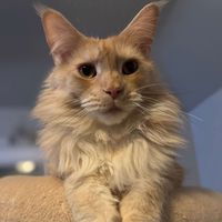 Catitude Nation profile picture