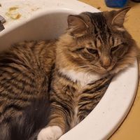 Jim Steiner profile picture