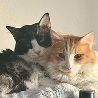 Coffee, Cats, & Chapters profile picture