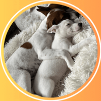 TerrierDreams profile picture