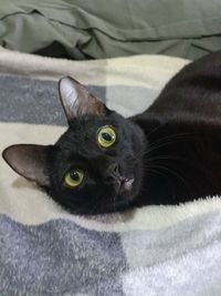 Iris Galapin profile picture
