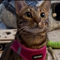 Christal Wilkens profile picture