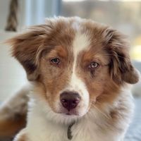 Shakira the Aussie profile picture