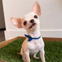 Tito The Chi profile picture