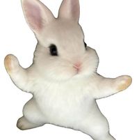 jumpibunni profile picture