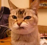 Cats Moody profile picture