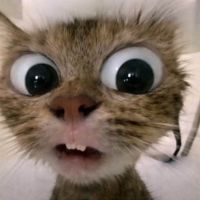 Miftahul Elza profile picture