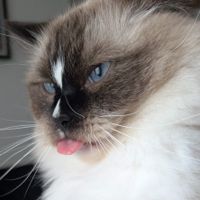 Phoebe W profile picture