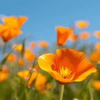 NovemberFlower profile picture