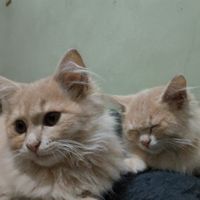 Ranny Raintina profile picture