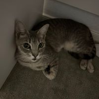 Juni s profile picture