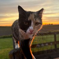 Shannon Studt profile picture