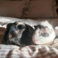 The Cozy Cavy Cottage profile picture