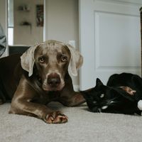 William profile picture