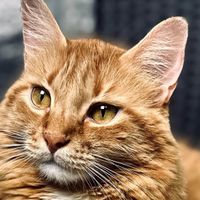 Tina Holley profile picture