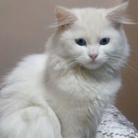 Aleen Marks profile picture