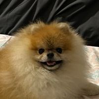 Beanie profile picture