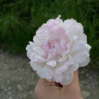 elenee profile picture