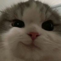 star north profile picture