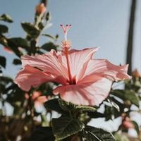 Sofie R profile picture
