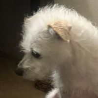 Zeneyda Flores profile picture