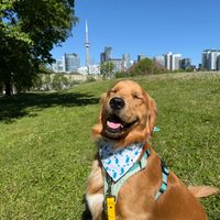 Toaster profile picture
